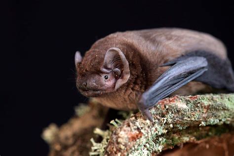 Human hibernation is possible and could boost longevity .